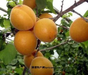 山黄杏