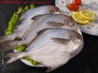 http://zgxcw.org.cn/供应（活、冰鲜海虾、鱼、螺、贝、蟹）水产品、白